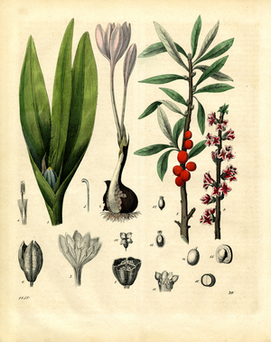 Medicinal Plants: Autumn Crocus and Mezereon with Flower Details (hand-coloured litho)