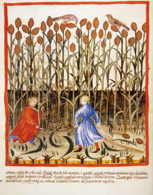 Tacuinum Sanitatis. Late 14th century. Farmers gathering African millet. Miniatura. Folio 48v.