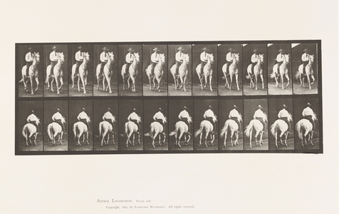 Plate 604. Trotting; Saddle; White Horse, Elberon, 1885 (collotype on paper)