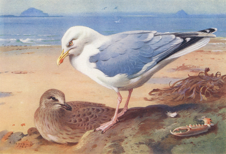 Herring-Gull (adult and young) (colour litho)