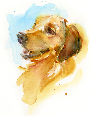 Golden Retriever, 2017 (watercolor)