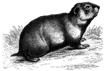 Hamster