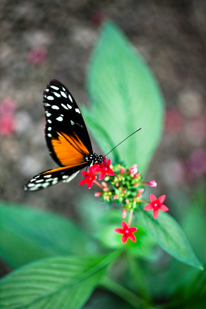 Butterfly on a flower, 2013 (photo)