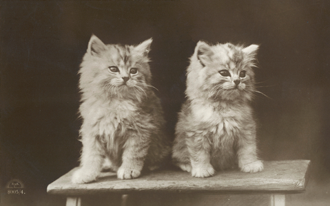 Cat postcard (b/w photo)