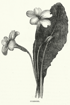 Primrose (engraving)