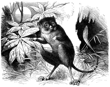 Sulawesi tarsier, Spectral tarsier, Tarsius spectrum