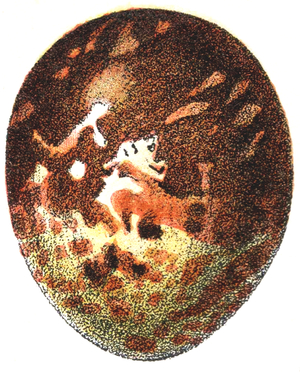Egg of a Honey Buzzard (Pernis apivorus), 1923 (litho)