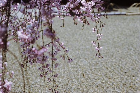 Cherry Viewing Festival, Japan (photo)
