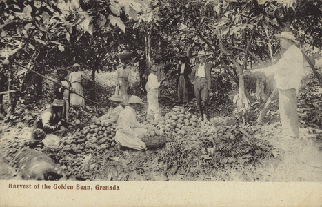 Harvest of the Golden Bean, Grenada (b/w photo)