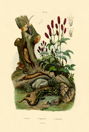 Salamander, 1833-39 (coloured engraving)
