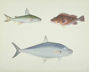 LS Plate 157 from the John Reeves Collection