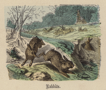 Rabbits (coloured engraving)