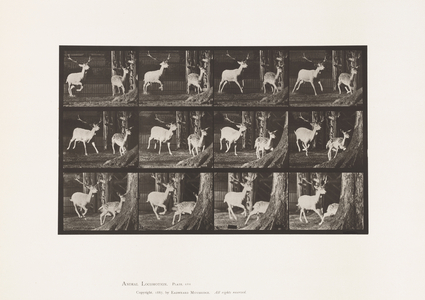 Plate 686. Fallow Deer; Buck and Doe; Galloping, 1885 (collotype on paper)