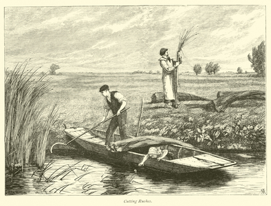 Cutting Rushes (engraving)