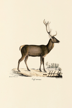 Red Deer, 1824 (hand-coloured litho)