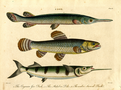 Esox: Pike and Swordfish Species, 1810 (print)