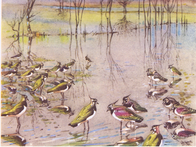 Winter flock on flooded fields, illustration from'The Lapwing', 1949 (colour litho)