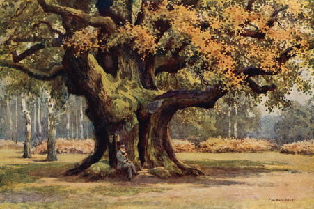 The Major Oak, Thoresby Park (colour litho)