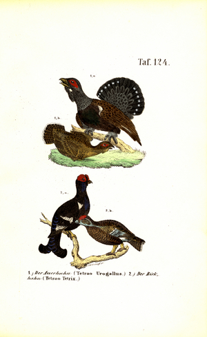 Western Capercaillie and Black Grouse, 1850 (lithography)