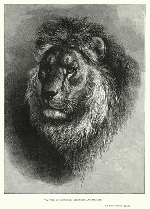 "A type of grandeur, strength and majesty" (engraving)