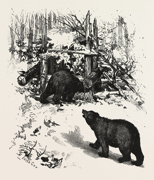 Bear Trap, Canada, Nineteenth Century Engraving
