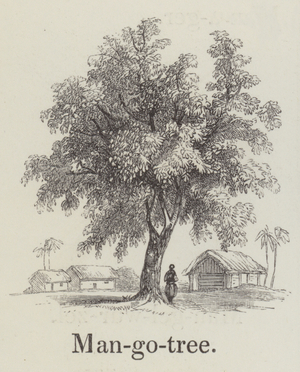 Mango tree (engraving)