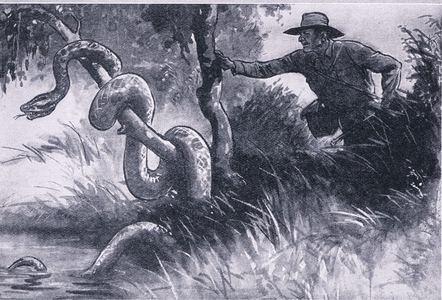 Butterflies in the Tropics. Bates was particularly interested in butterflies and he collected specimens, Newnes Pictorial Knowledge published by Newnes, c.1950's (litho)