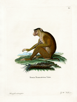 Pig-tailed Macaque (coloured engraving)