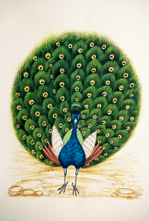 Miniature Painting on Silk Peacock