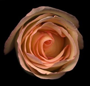 Naple's Pink Rose (photo)