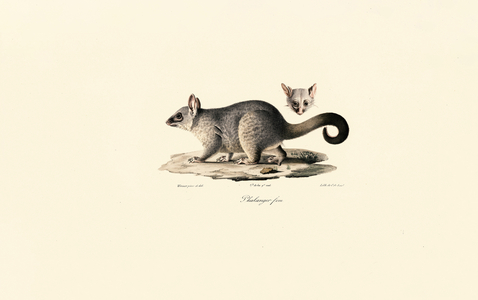 Common Brushtail Possum, 1824 (hand-coloured litho)