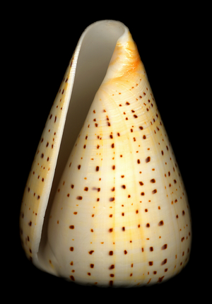 Lesser Butterfly Cone shell, 2004 (photo)