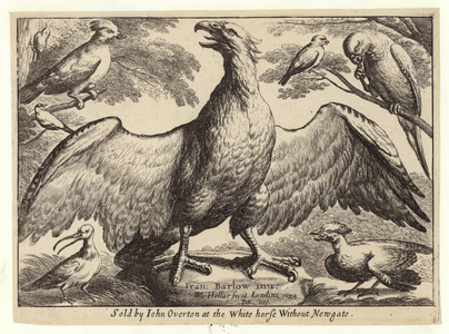 Eagle and other birds (engraving)
