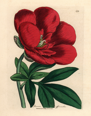 Crimson peony, Paeonia officinalis, from a botanical illustration by James Sowerby from William Woodville and Sir William Jackson Hooker's "Medical Botany" 1832 (handcoloured copperplate engraving)