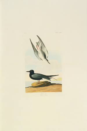 Chlidonias niger, black tern, Plate 280 from John James Audubon's Birds of America, original double elephant folio, 1827-30 (hand-coloured aquatint)