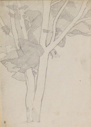 Study of a Tree, c.1898-1900 (pencil)
