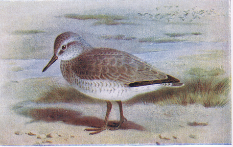 Knot, from Birds of the British Isles and Their Eggs published by Frederick Warne & Co Ltd, 1958 (colour litho)