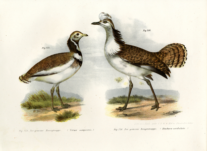 Little Bustard, 1864 (colour litho)