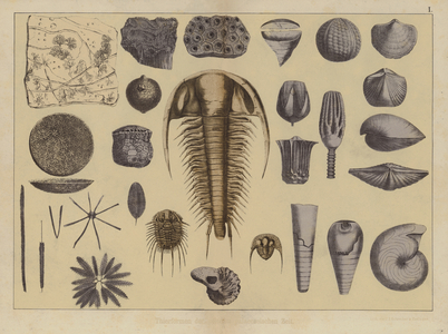 Animals of the early Palaeozoic Era (colour litho)