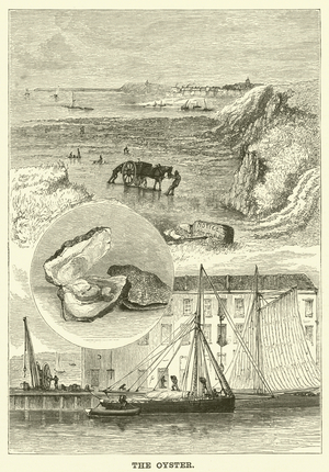 The Oyster (engraving)
