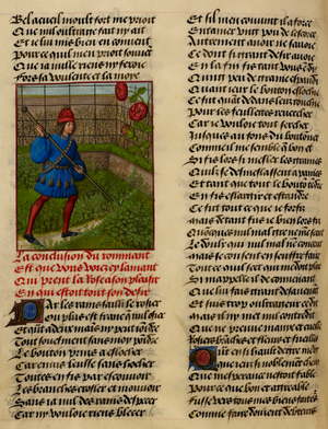Text and the miniature of the Lover tending the rose from 'Le Roman de la Rose', 15th century