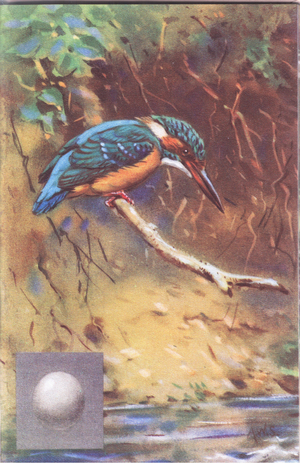 Kingfisher (colour litho)