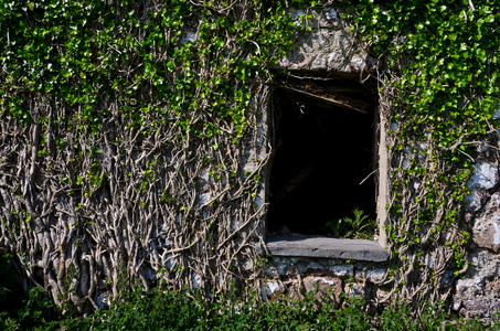 Ivy-covered wall of farmhouse ruin with black gutted window opening, West Cathan, Hardings Down, Gower, South Wales, UK (photo)