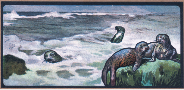 Seals, 1910 (colour litho)