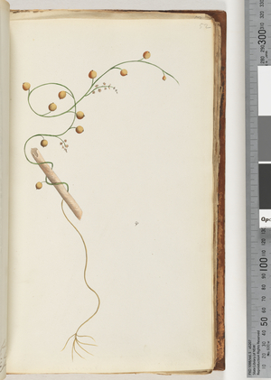 Page 52.  Unidentified plant (w/c)