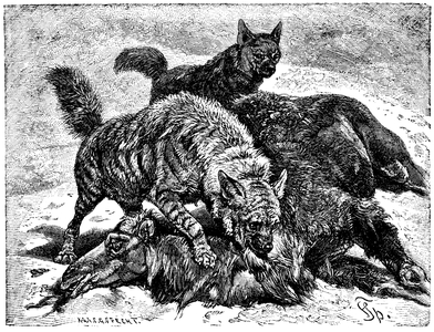 Striped hyena, striped hyaena