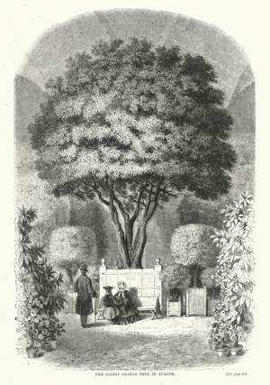 The oldest orange tree in Europe (engraving)