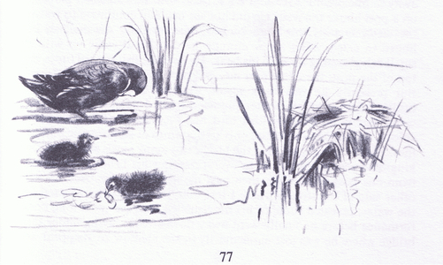 Moorhen at nest with young, from Wanderers of the Field pub.by Routledge and Kegan Paul, 1959 (litho)