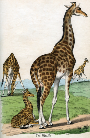 Antique Print of Giraffes, 1859 (coloured engraving)