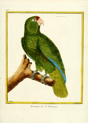 Parrot from Santo Domingo (print)